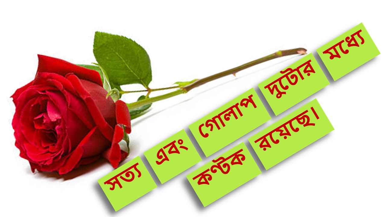 গোলাপ ফুল নিয়ে উক্তি